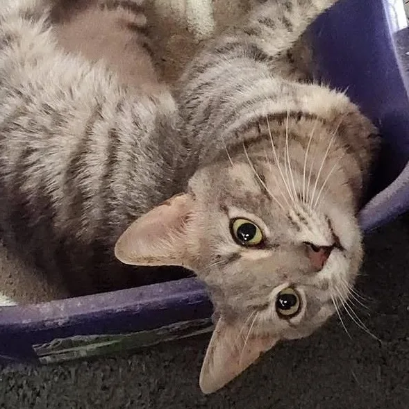 An adult medium-sized male Tabby (Gray / Blue / Silver) Domestic Short Hair cat named Chinchilla for adoption in Mokena, IL
