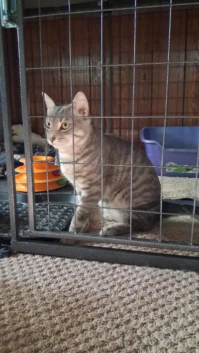 Chinchilla thumbnail 2