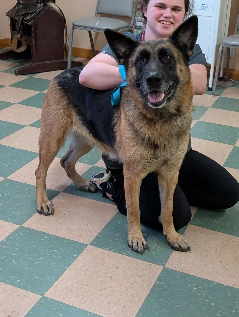 An adult large-sized female Yellow / Tan / Blond / Fawn German Shepherd Dog dog named Sage BONDED TO ECHO for adoption in Shelby, MI