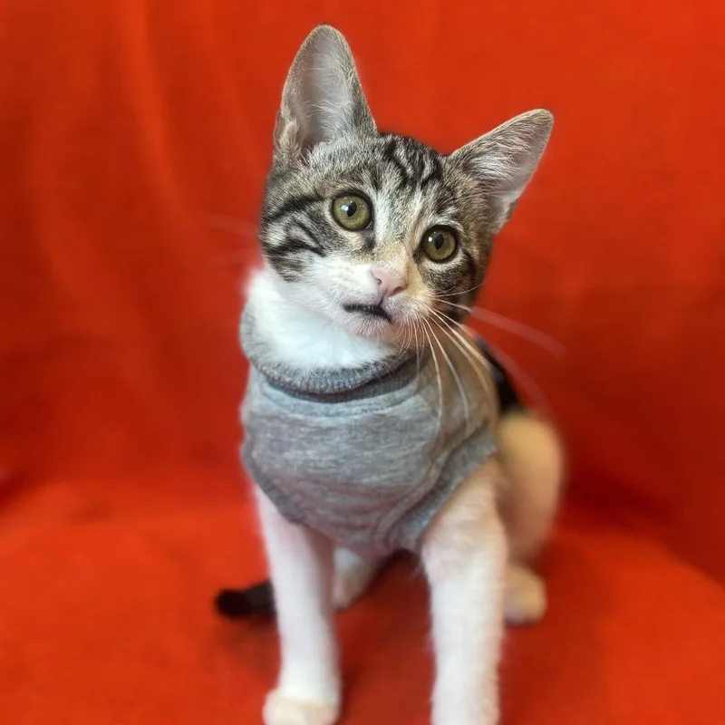 A baby small-sized female Brown / Chocolate Domestic Short Hair cat named Petunia for adoption in Los Angeles, CA