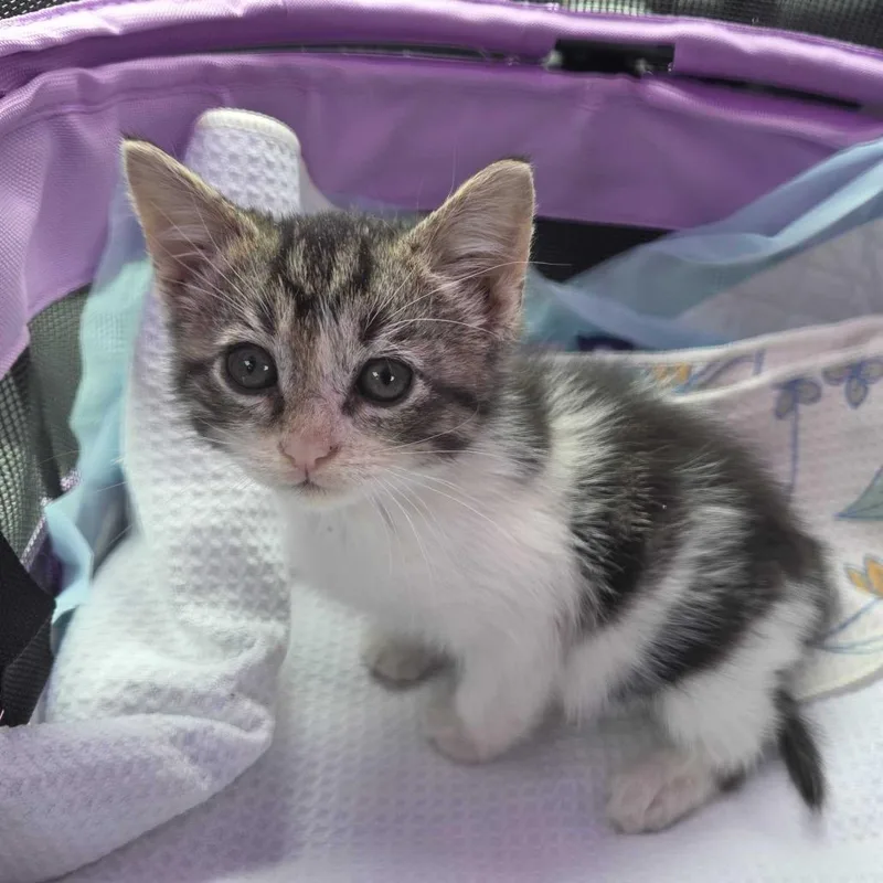 Petunia thumbnail 5
