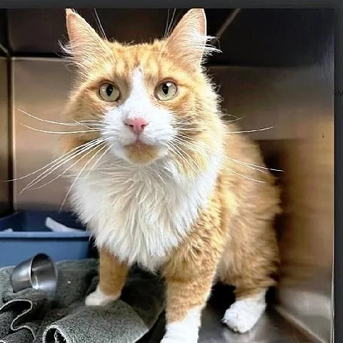 An adult large-sized male Domestic Long Hair cat named Simba for adoption in Salt Lake City, UT