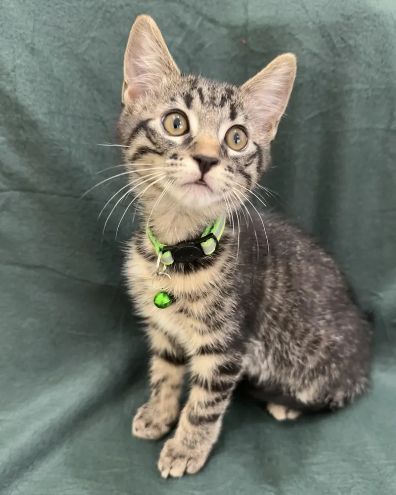 A baby medium-sized male Tabby (Brown / Chocolate) Domestic Short Hair cat named Wasabi for adoption in Lawrenceville, GA