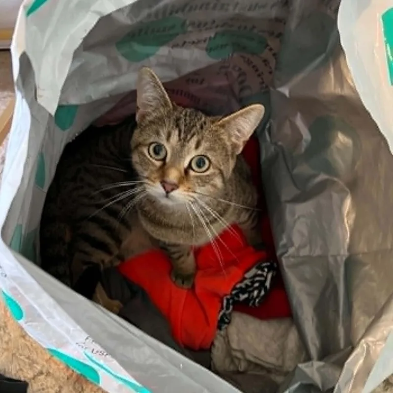 A young medium-sized male Tabby (Buff / Tan / Fawn) Domestic Short Hair cat named Rocket for adoption in Royal Oak, MI