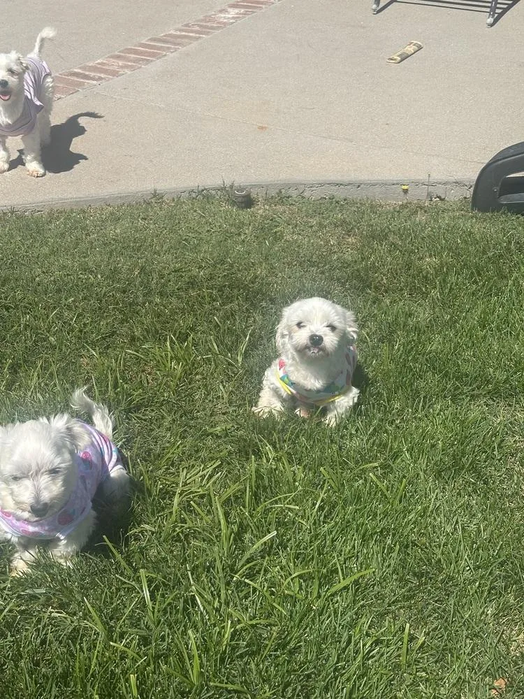 A young small-sized female White / Cream Maltese dog named Lily Ann for adoption in Rancho Cucamonga, CA