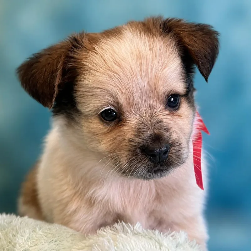 A baby small-sized female White / Cream Corgi dog named Fern for adoption in Boerne, TX