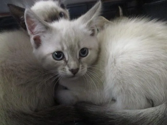 A baby small-sized female Domestic Short Hair cat named Strawberry for adoption in Ocala, FL