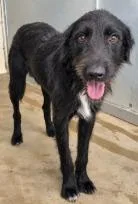 A young medium-sized male Labrador Retriever dog named Squirtle for adoption in West Bloomfield, MI