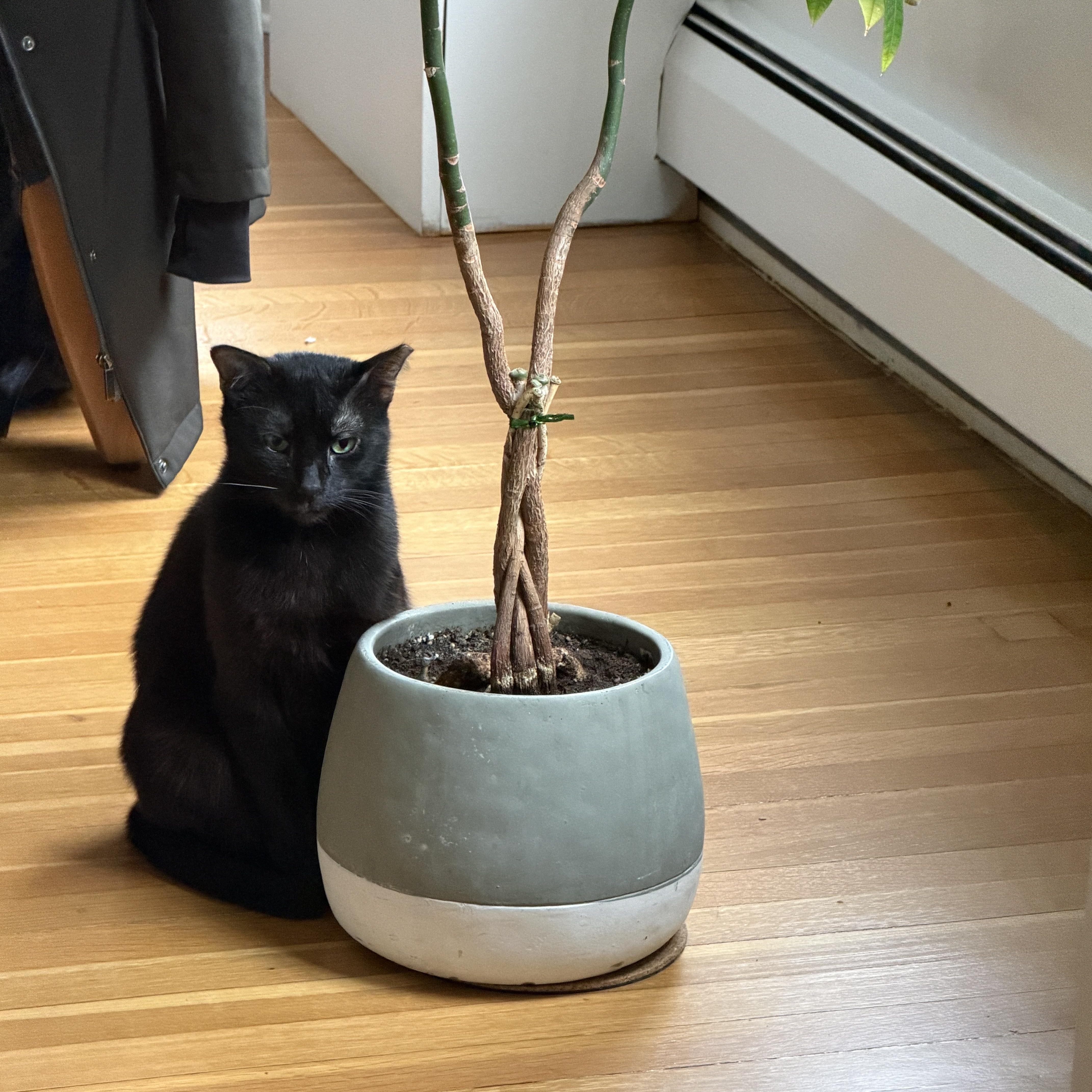 A young medium-sized male Black Domestic Short Hair cat named Midge for adoption in Worcester, MA