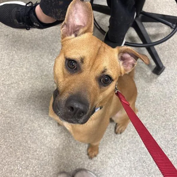 An adult medium-sized female Yellow / Tan / Blond / Fawn Mixed Breed dog named Happy for adoption in Jacksonville, FL