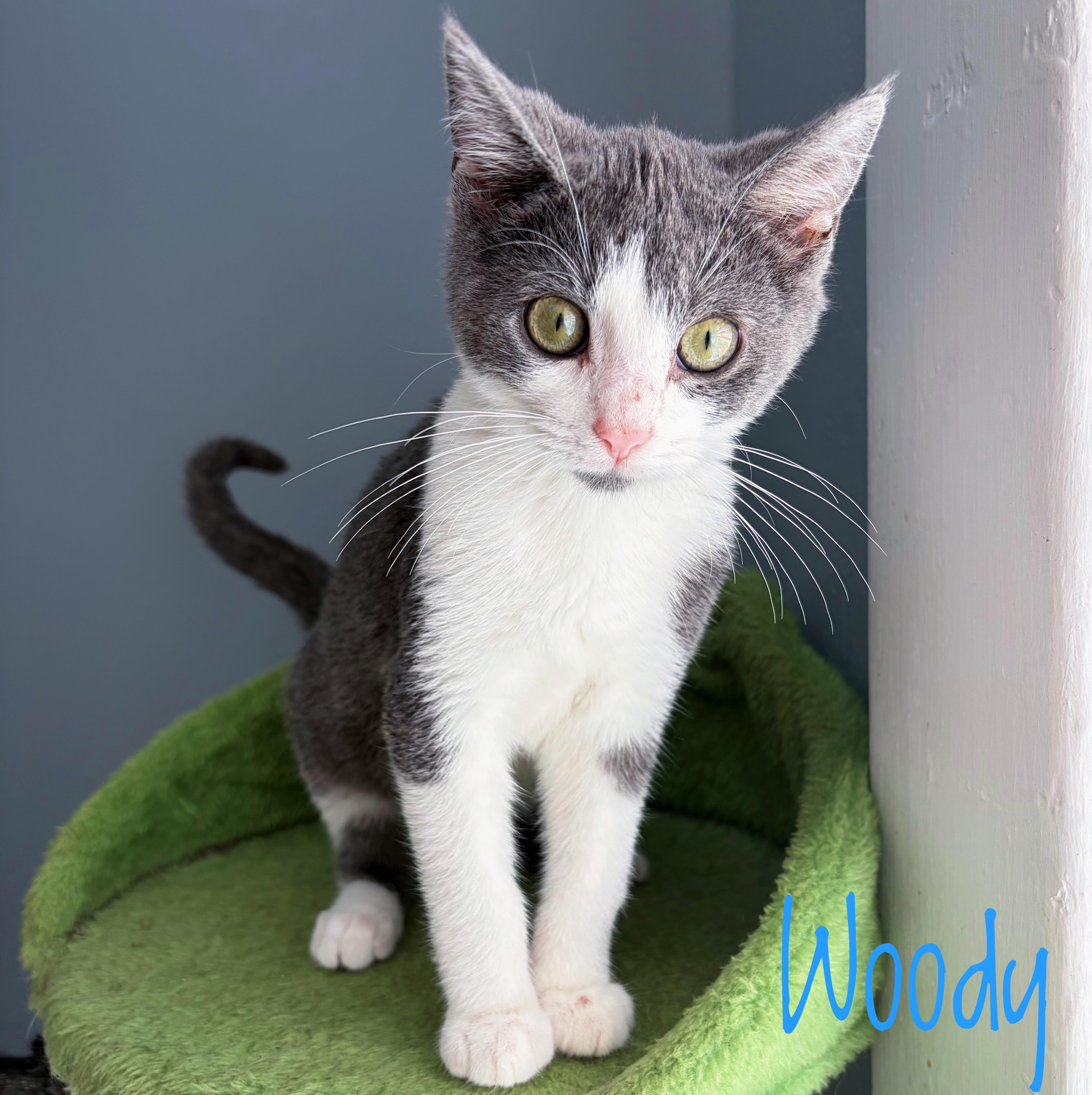 A baby medium-sized male Gray / Blue / Silver Domestic Short Hair cat named Woody for adoption in Bethel, OH