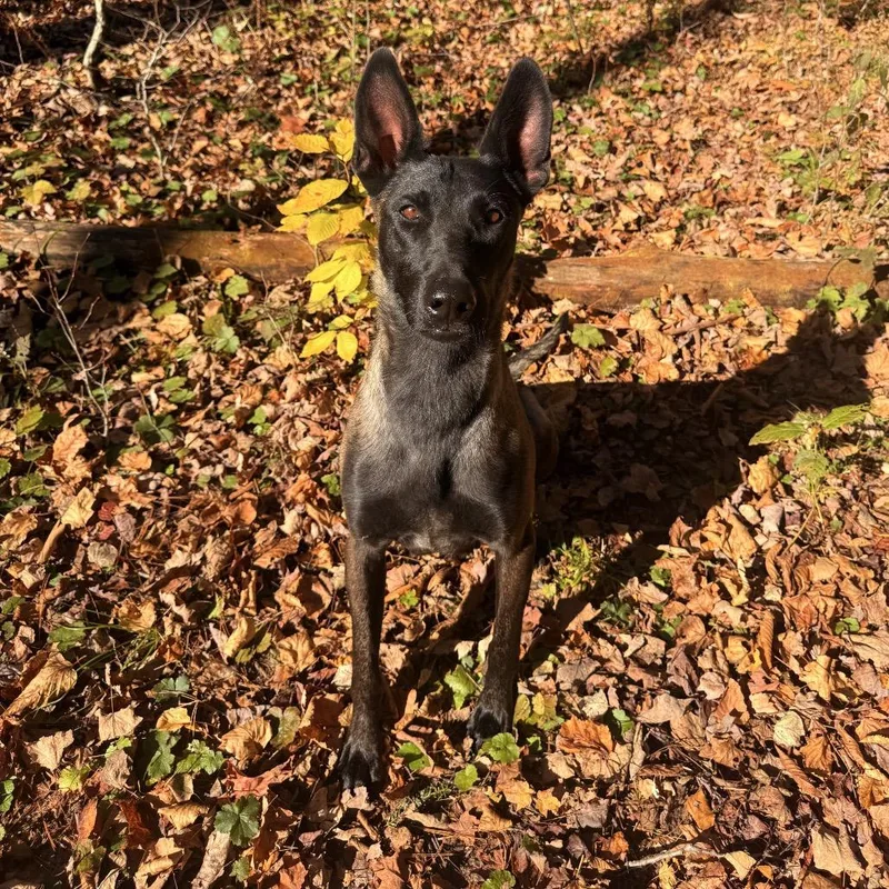 A baby medium-sized female Sable Belgian Shepherd / Malinois dog named Azalea for adoption in Milford, NY