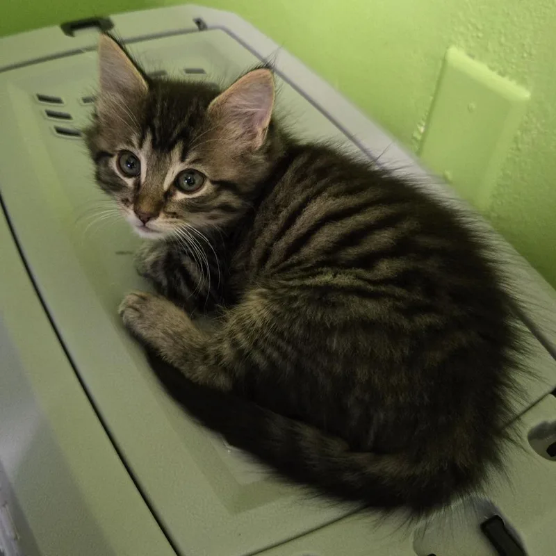 A baby small-sized male Gray / Blue / Silver Domestic Short Hair cat named Tete for adoption in San Antonio, TX