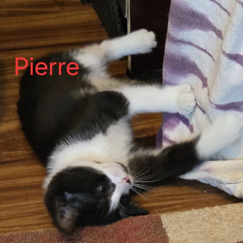 Pierre