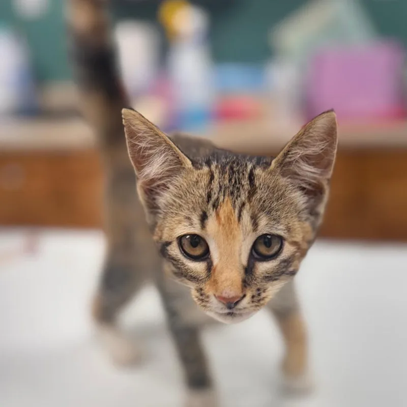 A baby small-sized female Black Domestic Short Hair cat named Kimmi for adoption in Starkville, MS