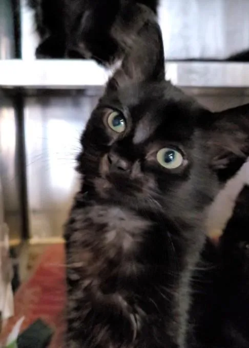 A baby small-sized female Domestic Medium Hair cat named Sugar for adoption in Los Angeles, CA