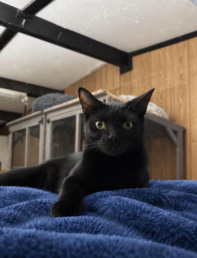 A young medium-sized male Black Domestic Short Hair cat named Calvin for adoption in Houston, TX