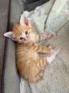A baby small-sized male Domestic Short Hair cat named Mario for adoption in West Chester, PA