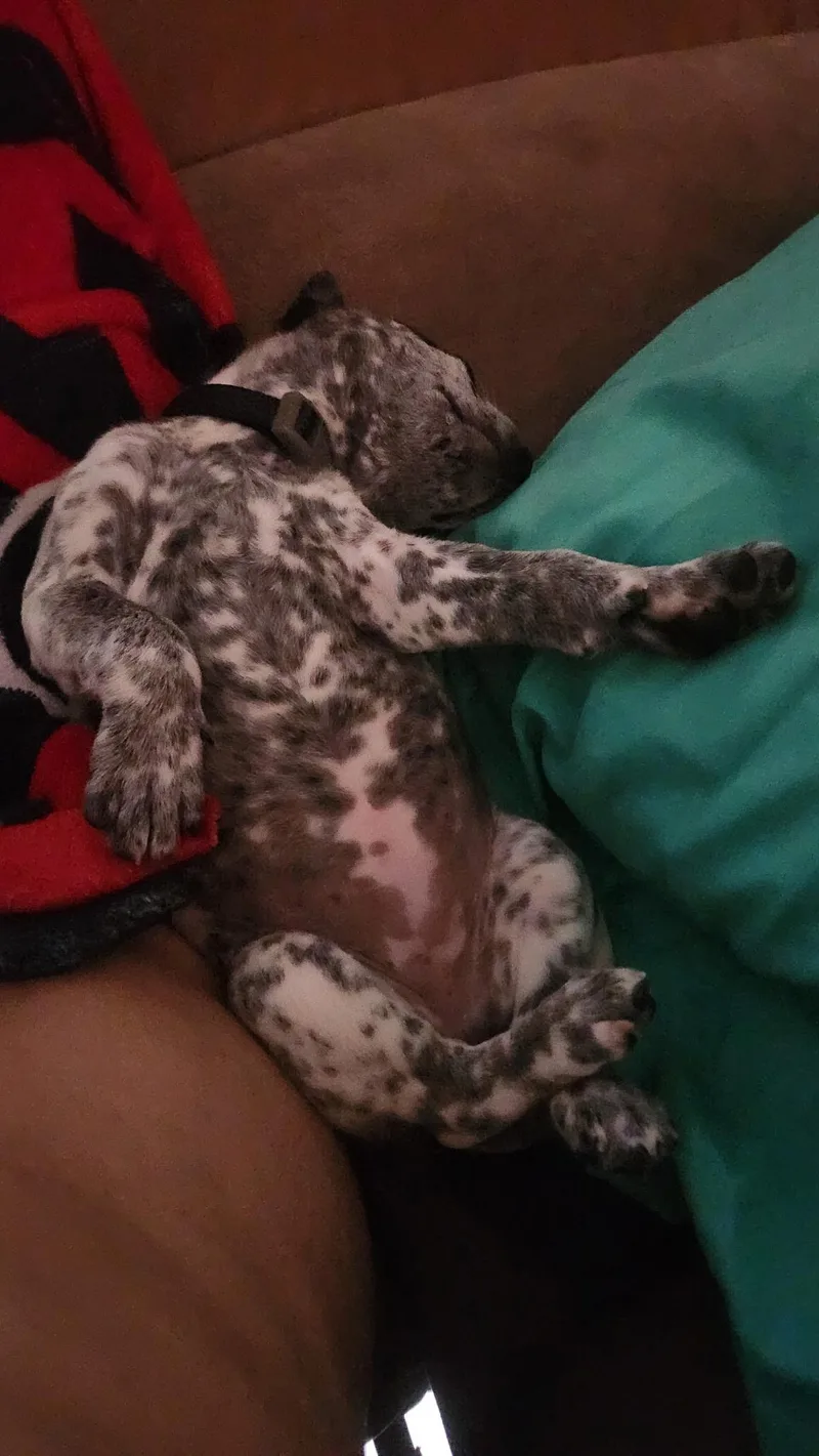 A baby medium-sized female White / Cream Cattle Dog dog named CookiesnCream WAT for adoption in Missouri City, TX