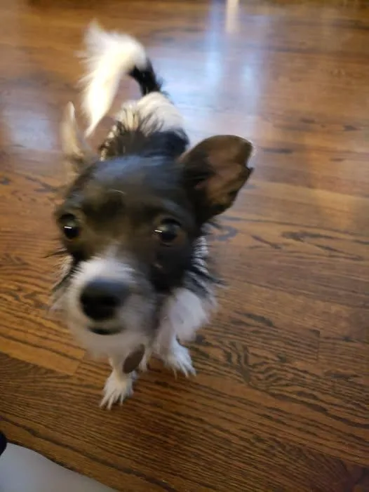 Junebug