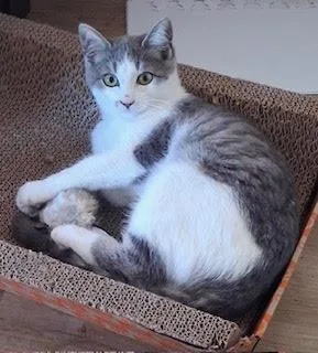 A baby medium-sized female Gray & White Domestic Short Hair cat named Pinky for adoption in San Luis Obispo, CA