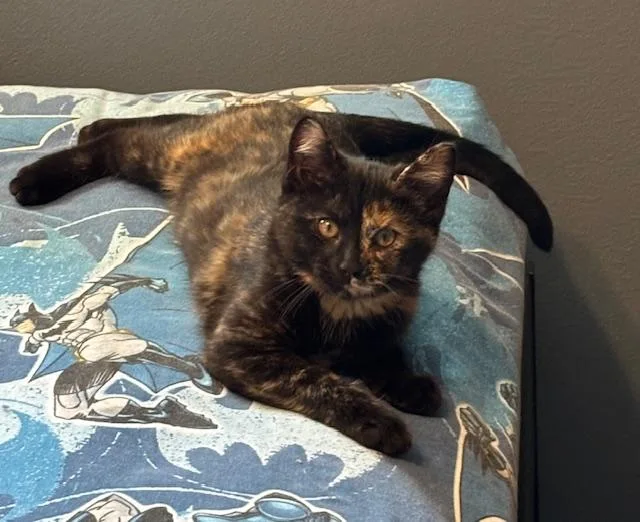 A baby medium-sized female Domestic Short Hair cat named Camille for adoption in Chambersburg, PA