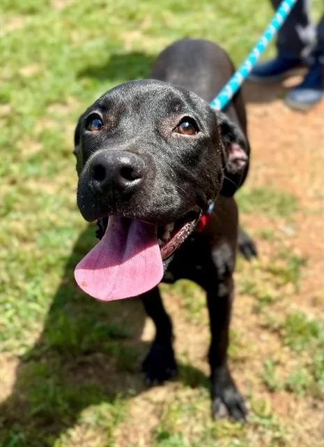 A baby medium-sized female Labrador Retriever dog named Ember for adoption in York, SC