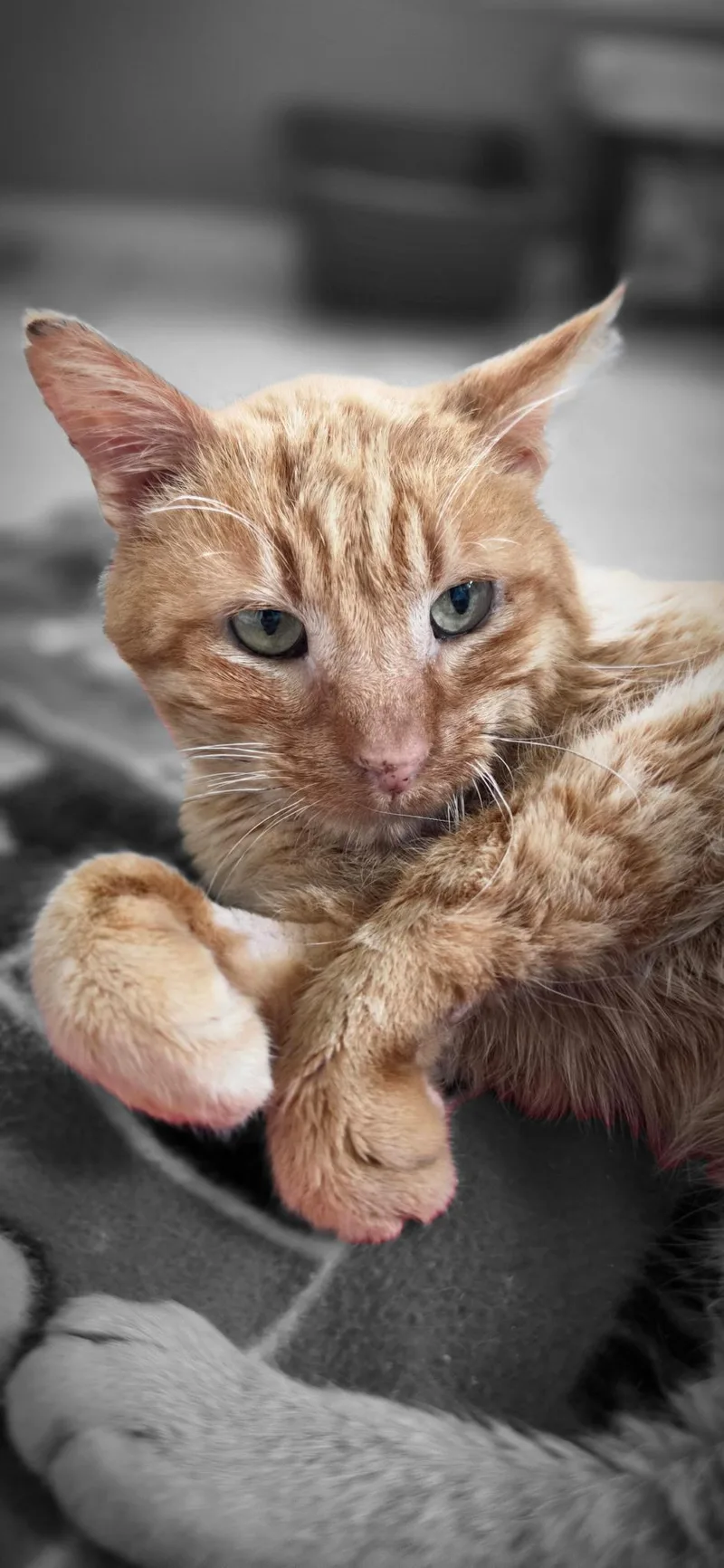 An adult medium-sized male Domestic Short Hair cat named Chance for adoption in merrillville, IN