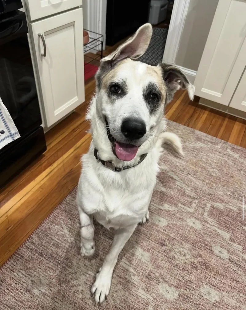 An adult large-sized male White / Cream White German Shepherd dog named Mars for adoption in CORAL GABLES, FL