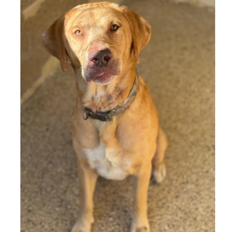 A senior large-sized male Red / Chestnut / Orange Labrador Retriever dog named Duke for adoption in Ridgely, MD