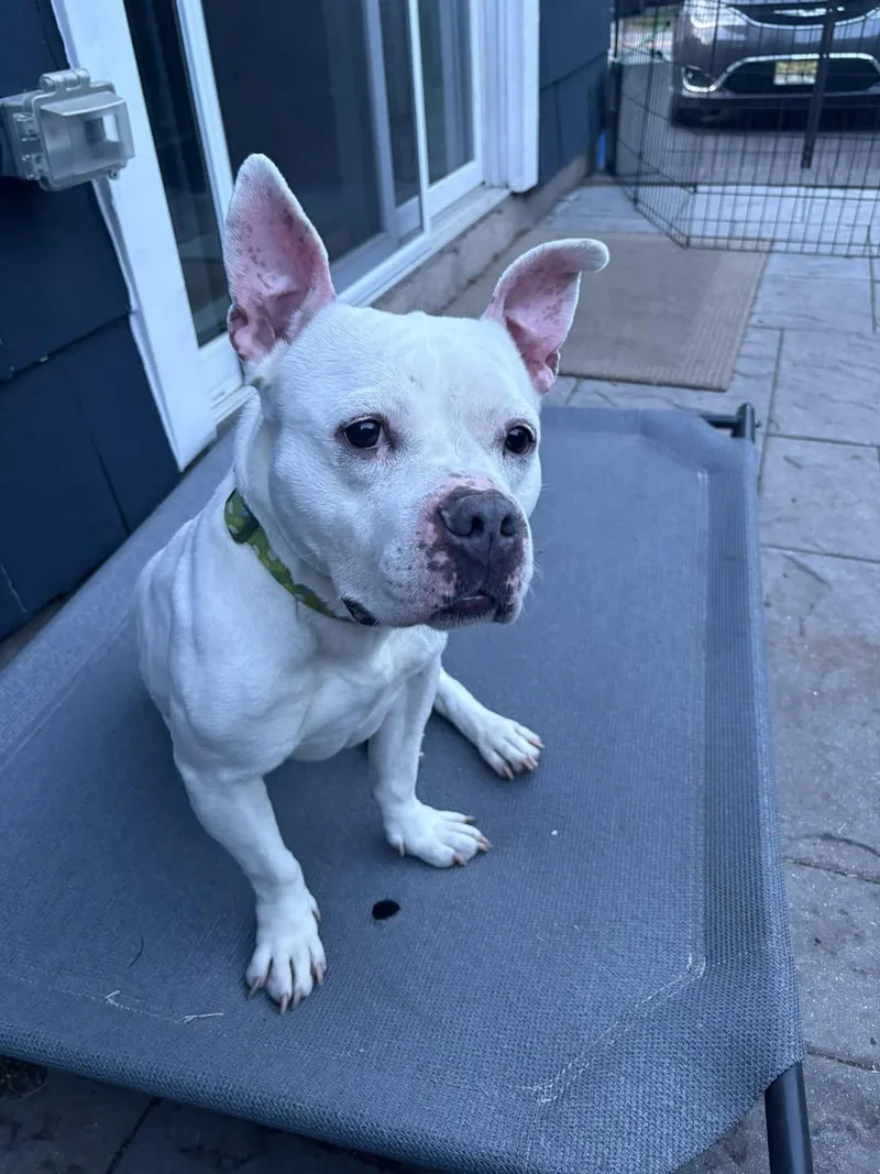 An adult medium-sized female White / Cream Staffordshire Bull Terrier dog named Bianca for adoption in Montclair, NJ