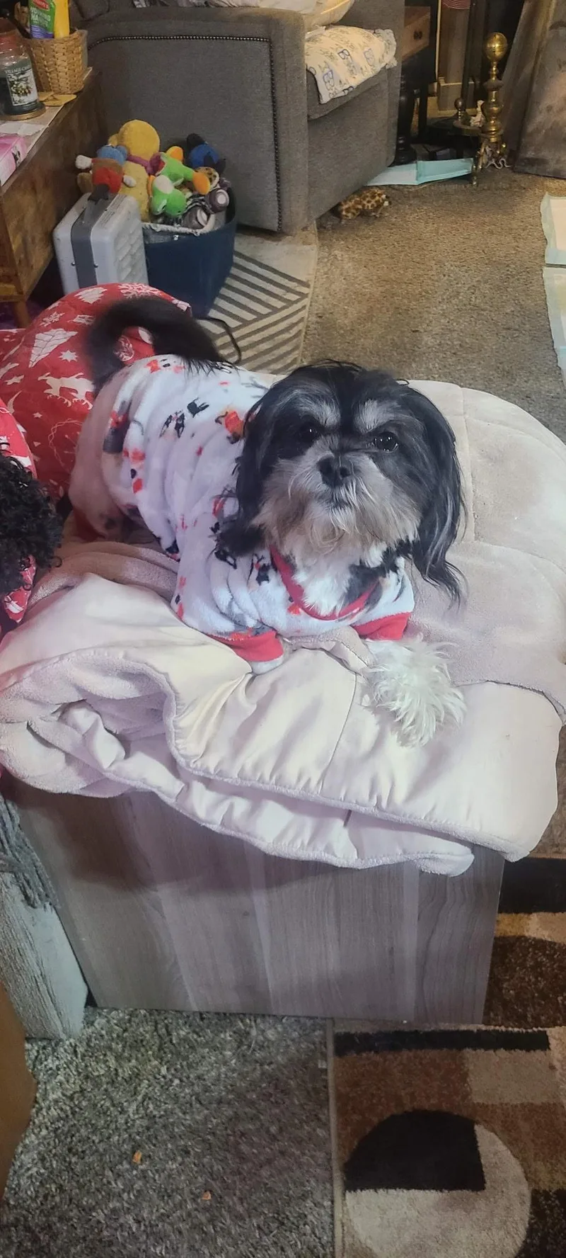 An adult small-sized female Black Shih Tzu dog named Gryzia for adoption in Lake in the hills, IL