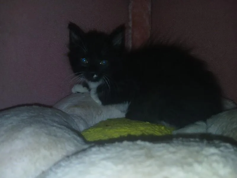 Dr. "julius" No thumbnail 3