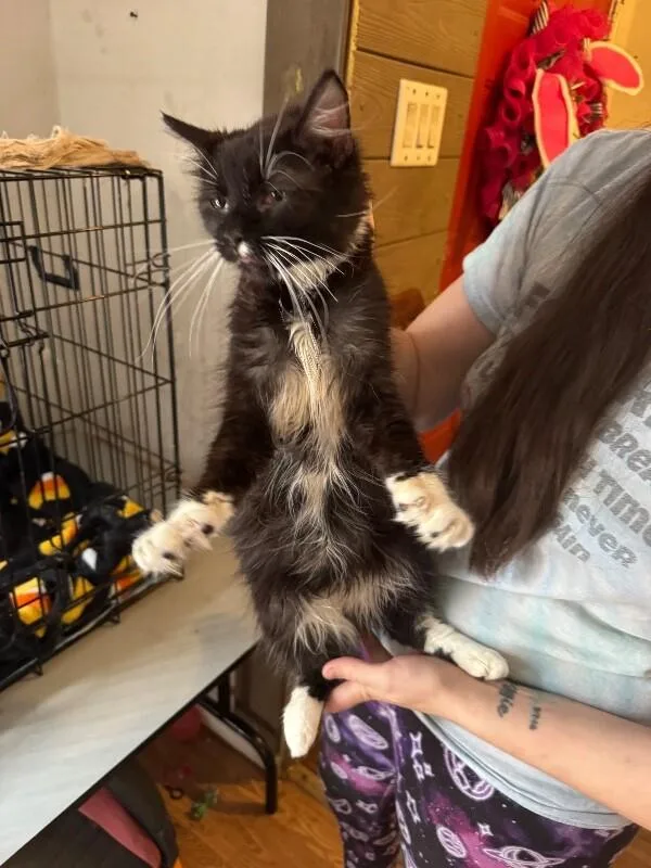 Dr. "julius" No thumbnail 4