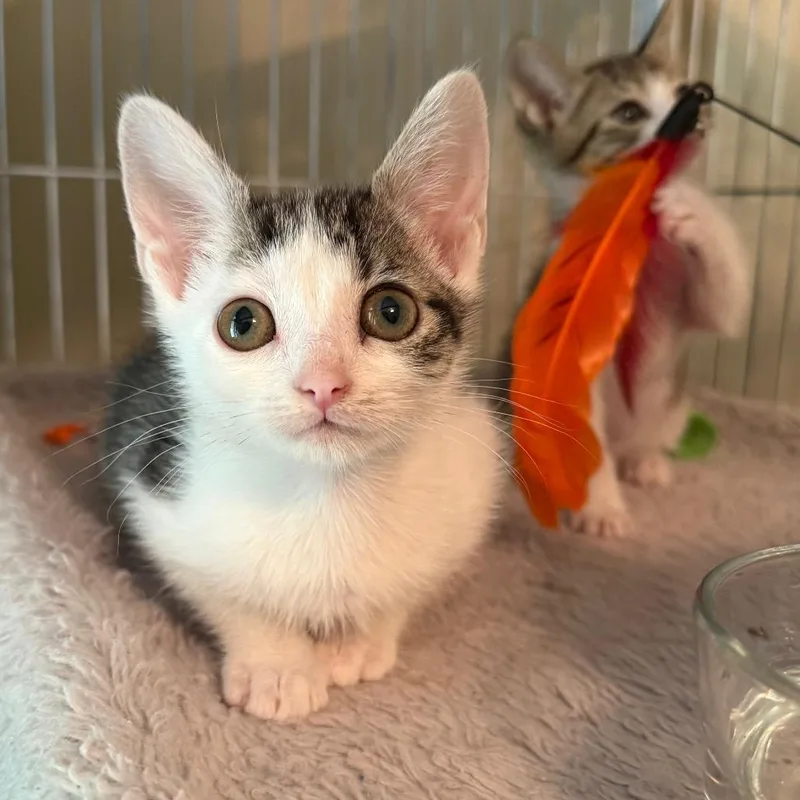 A baby small-sized male White Domestic Short Hair cat named Ajani for adoption in Columbus, GA