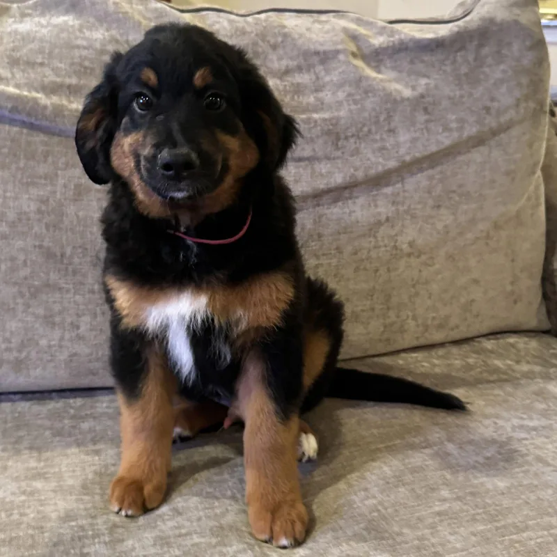 A baby large-sized male Australian Shepherd dog named Hermes Lux for adoption in Fort Worth, TX