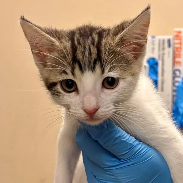 A baby small-sized female Domestic Short Hair cat named Lexi for adoption in Walnut Creek, CA