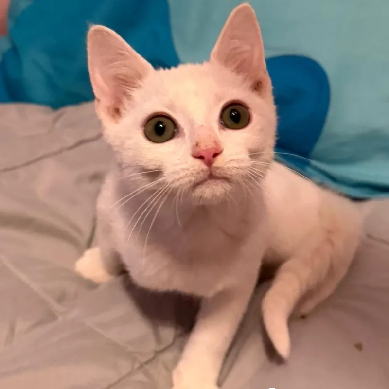 A baby small-sized male White Domestic Short Hair cat named Toad for adoption in Simi Valley, CA