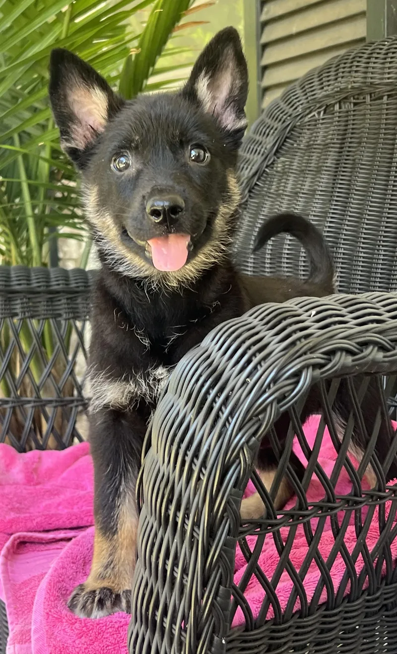 A baby medium-sized female Black German Shepherd Dog dog named Moira for adoption in Mt Pleasant, SC