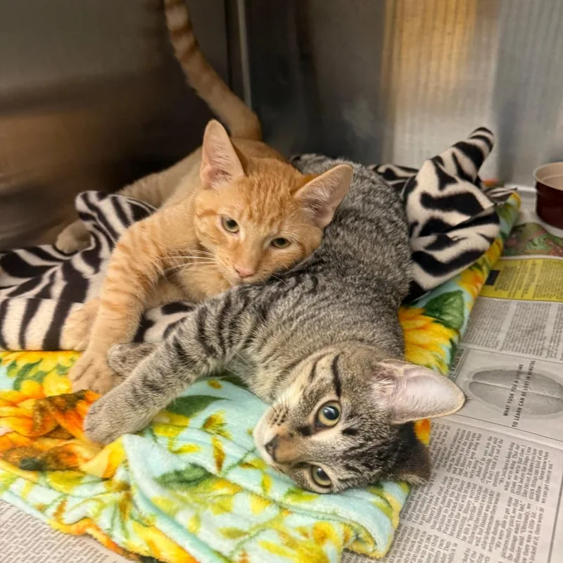 A baby medium-sized male Orange / Red Domestic Short Hair cat named Eomer for adoption in Pittsburgh, PA