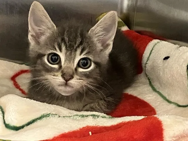 A baby small-sized male Domestic Short Hair cat named Mako for adoption in Tustin, CA