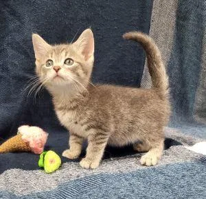 A young medium-sized female Domestic Short Hair cat named Kaia for adoption in Bucyrus, OH