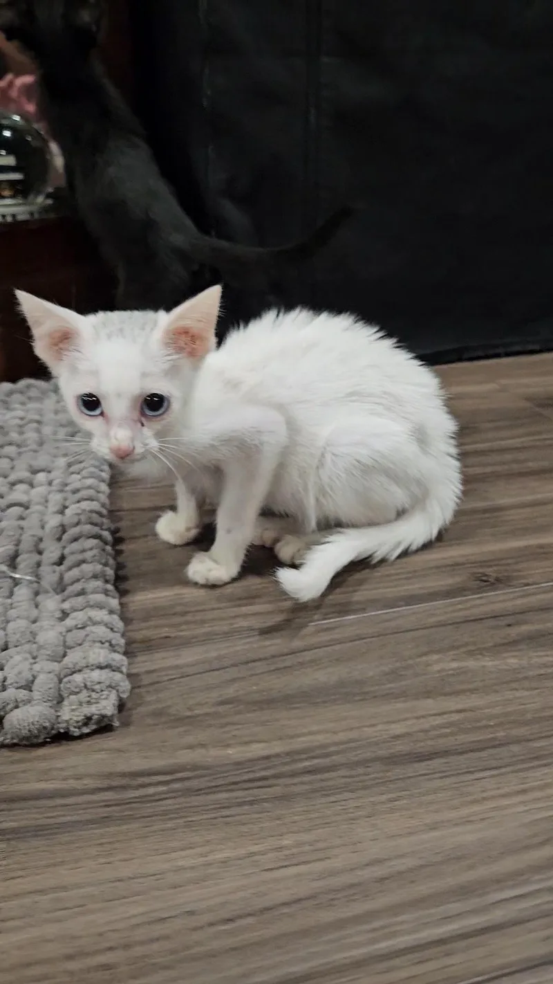 A baby medium-sized female Siamese cat named Yuki for adoption in Pottsboro, TX