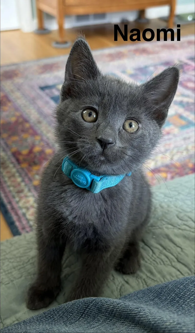 A baby small-sized female Gray / Blue / Silver Domestic Short Hair cat named Naomi for adoption in Turnersville, NJ