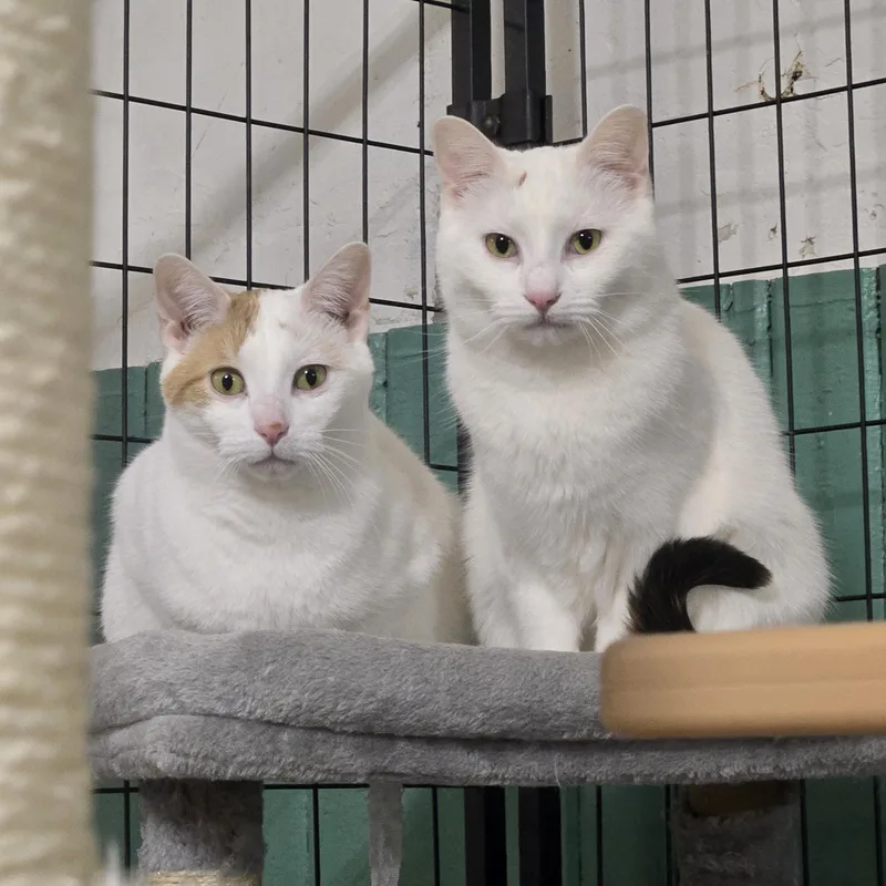 Elisabeth thumbnail 4