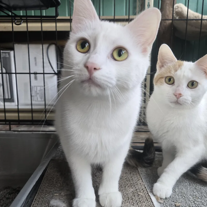 Elisabeth thumbnail 6