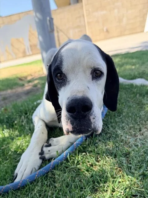 An adult large-sized male German Shorthaired Pointer dog named Louis for adoption in Riverside, CA