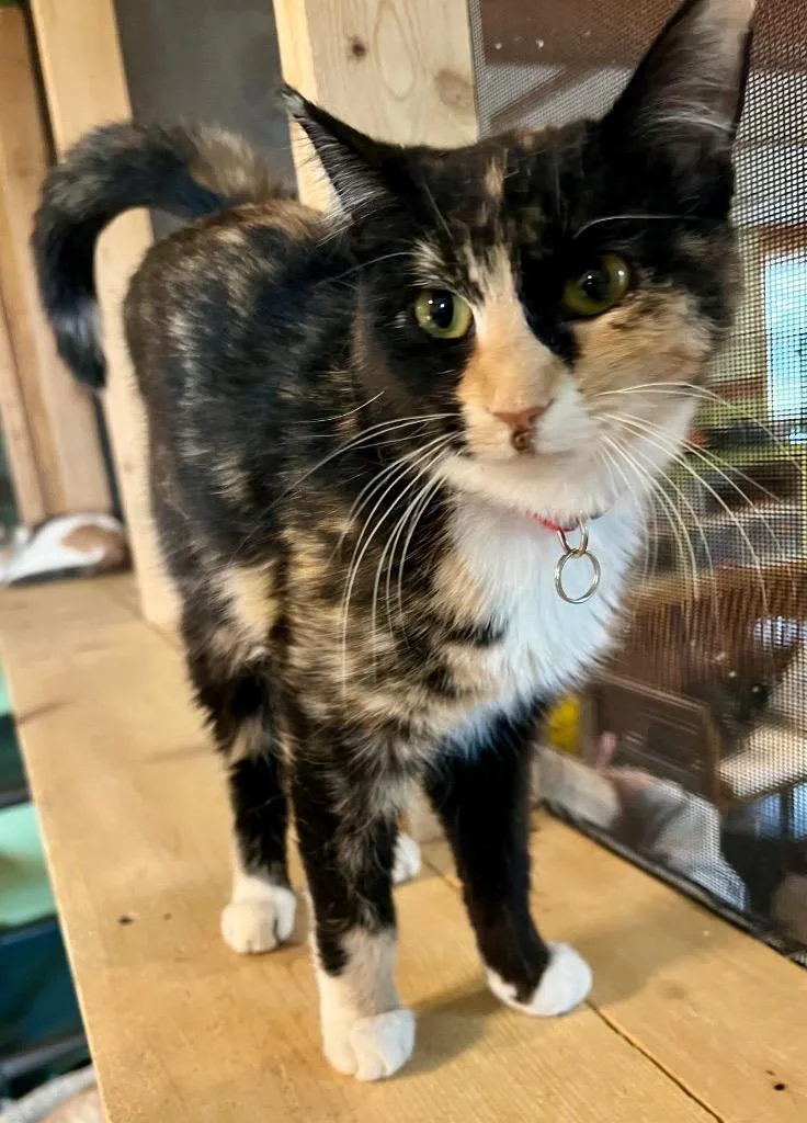 A young medium-sized female Domestic Short Hair cat named Georgia for adoption in Rice Lake, WI