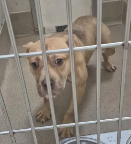 A young medium-sized female Pit Bull Terrier dog named Gabi for adoption in Decatur, IL