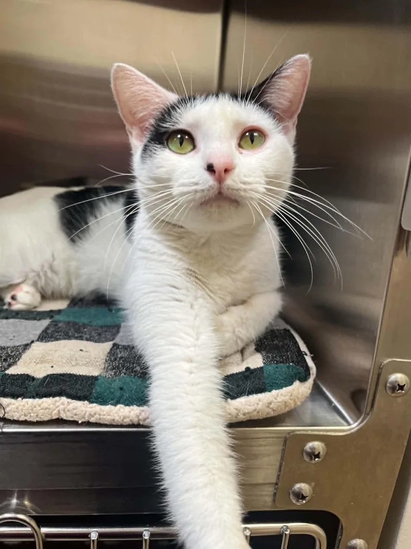 An adult medium-sized female Black & White / Tuxedo Domestic Short Hair cat named Felt for adoption in Chambersburg, PA